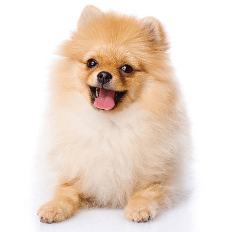 POMERANIAS EN GUADALAJARA
