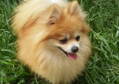 Perro pomerania