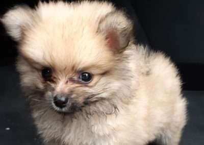 Cachorro pomerania