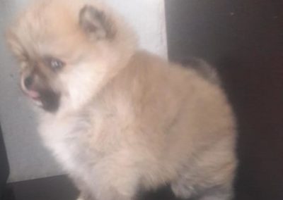 Cachorro pomerania 01