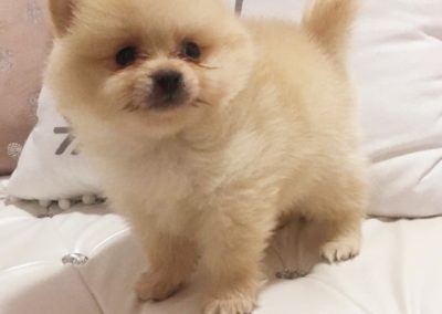Hermoso perro pomerania blanco