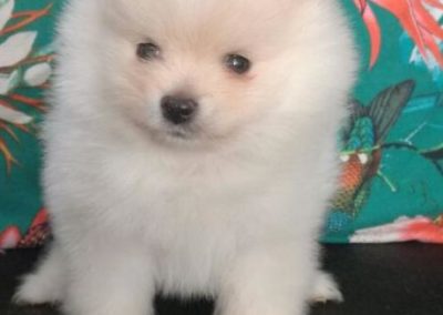 Cachorro pomerania blanco